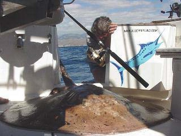 roughtail stingray Cavalier & Blue Marlin Sport Fishing Gran Canaria
