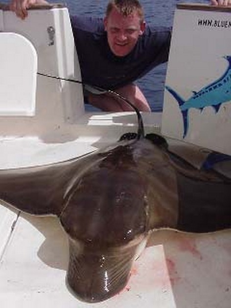 duckbill ray Cavalier & Blue Marlin Sport Fishing Gran Canaria