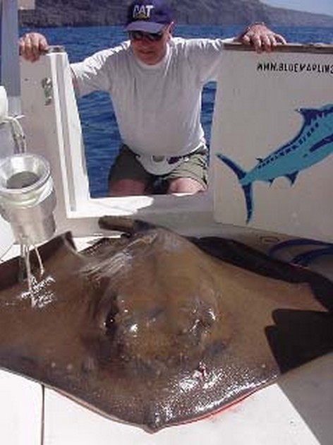common stingray Cavalier & Blue Marlin Sport Fishing Gran Canaria