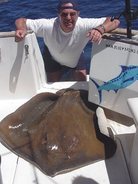common stingray Cavalier & Blue Marlin Sport Fishing Gran Canaria