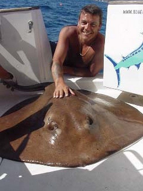 common stingray Cavalier & Blue Marlin Sport Fishing Gran Canaria