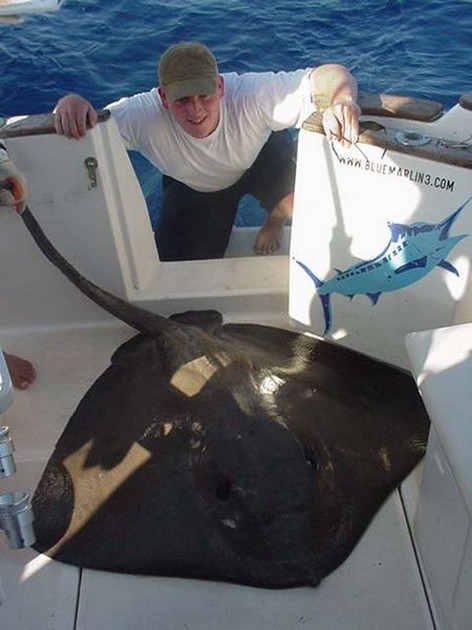 common stingray Cavalier & Blue Marlin Sport Fishing Gran Canaria