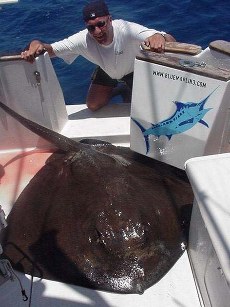 common stingray Cavalier & Blue Marlin Sport Fishing Gran Canaria