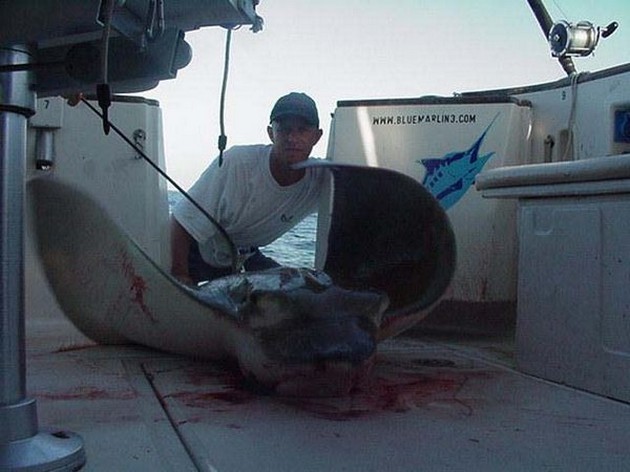 duckbill ray Cavalier & Blue Marlin Sport Fishing Gran Canaria