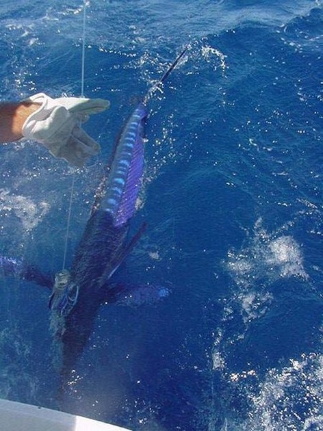 spearfish Cavalier & Blue Marlin Sport Fishing Gran Canaria