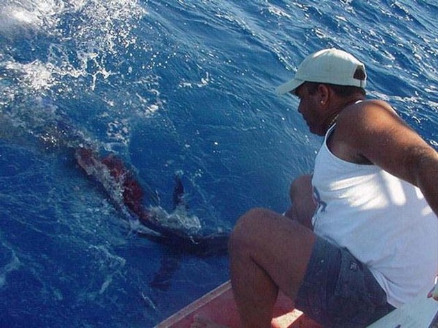 spearfish Cavalier & Blue Marlin Sport Fishing Gran Canaria