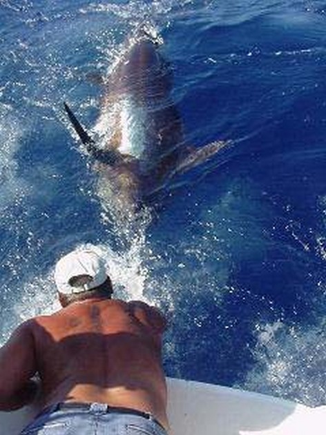 blue marlin Cavalier & Blue Marlin Sport Fishing Gran Canaria