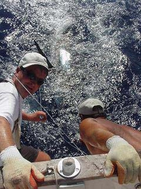 blue marlin Cavalier & Blue Marlin Sport Fishing Gran Canaria