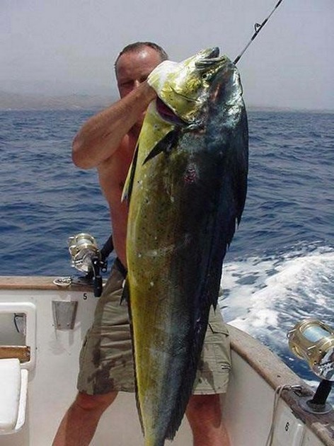 dorado Cavalier & Blue Marlin Sport Fishing Gran Canaria