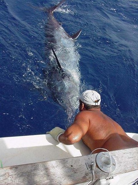 blue marlin Cavalier & Blue Marlin Sport Fishing Gran Canaria