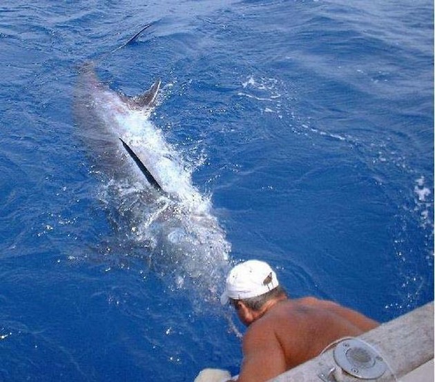blue marlin Cavalier & Blue Marlin Sport Fishing Gran Canaria