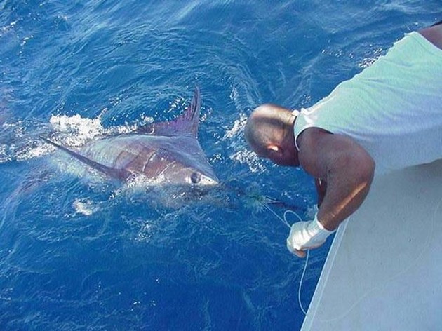 blue marlin Cavalier & Blue Marlin Sport Fishing Gran Canaria
