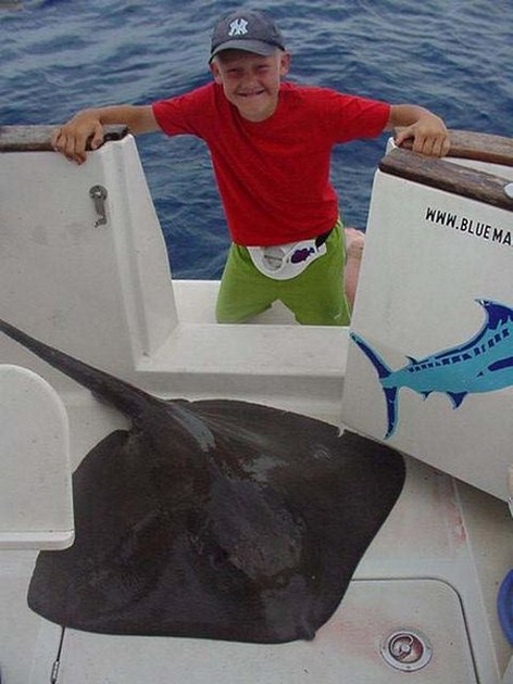 common stingray Cavalier & Blue Marlin Sport Fishing Gran Canaria