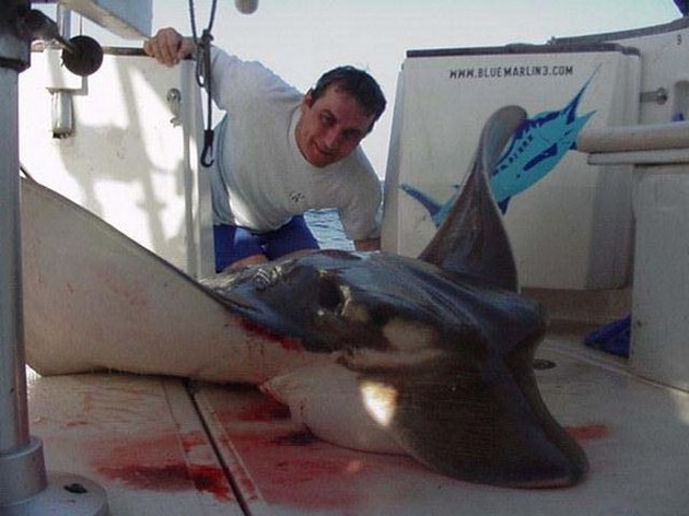 duckbill ray Cavalier & Blue Marlin Sport Fishing Gran Canaria