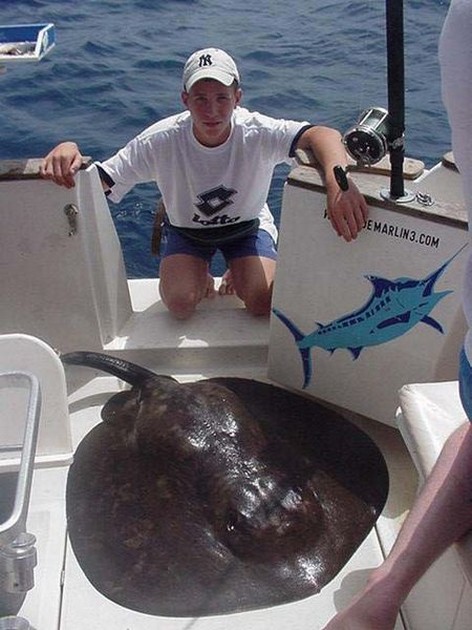round stingray Cavalier & Blue Marlin Sport Fishing Gran Canaria