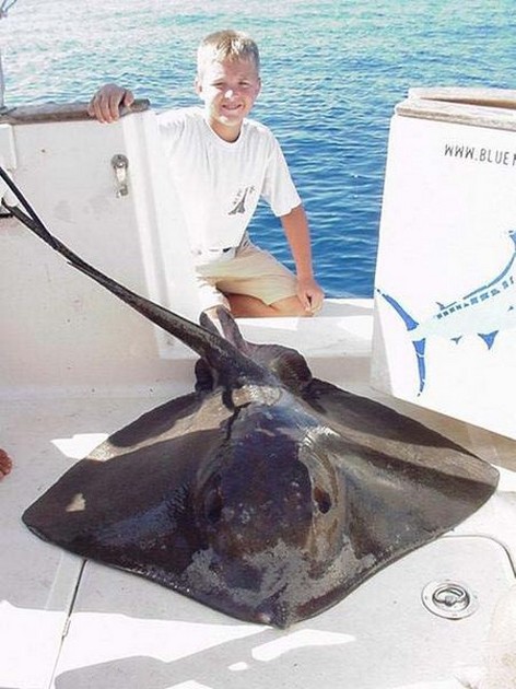 common stingray Cavalier & Blue Marlin Sport Fishing Gran Canaria