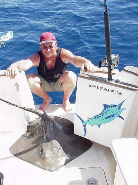 common stingray Cavalier & Blue Marlin Sport Fishing Gran Canaria