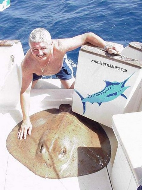 round stingray Cavalier & Blue Marlin Sport Fishing Gran Canaria