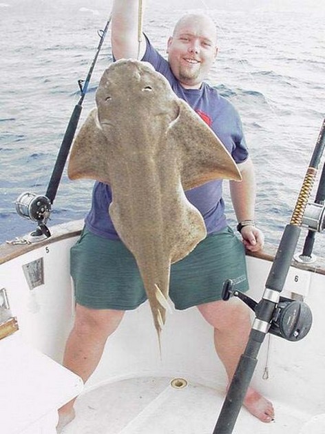 angel shark Cavalier & Blue Marlin Sport Fishing Gran Canaria