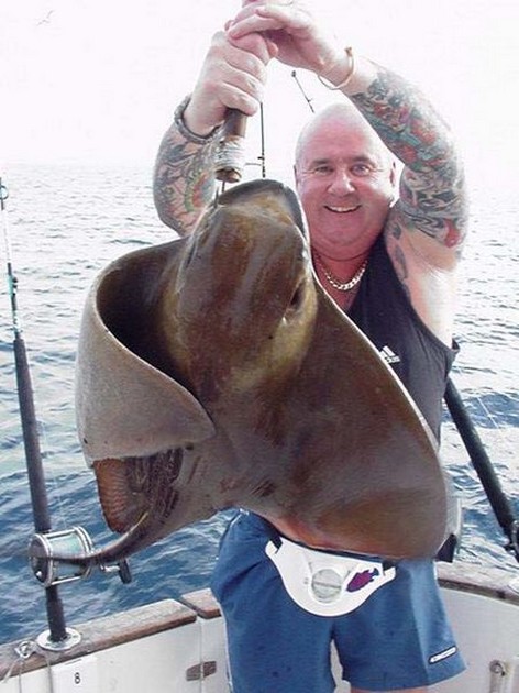 eagle ray Cavalier & Blue Marlin Sport Fishing Gran Canaria