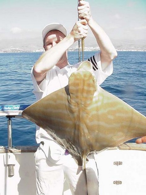 duckbill ray Cavalier & Blue Marlin Sport Fishing Gran Canaria