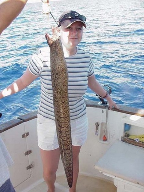 tiger moray Cavalier & Blue Marlin Sport Fishing Gran Canaria