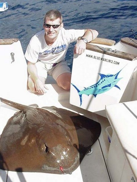 common stingray Cavalier & Blue Marlin Sport Fishing Gran Canaria