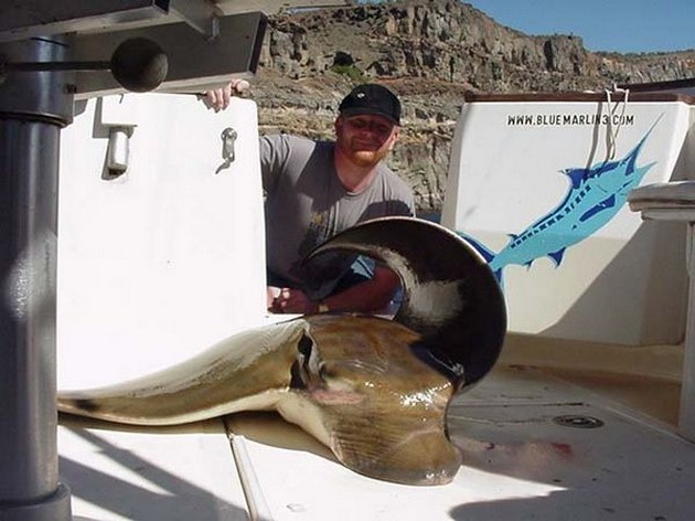 duckbill ray Cavalier & Blue Marlin Sport Fishing Gran Canaria