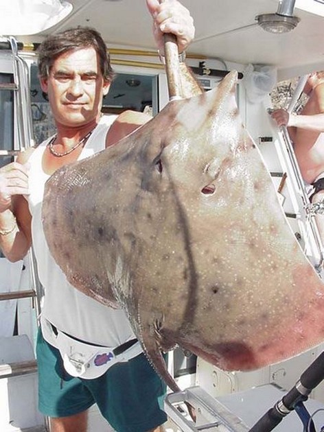 thornback ray Cavalier & Blue Marlin Sport Fishing Gran Canaria