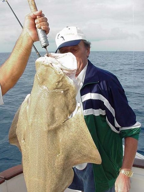 angel shark Cavalier & Blue Marlin Sport Fishing Gran Canaria