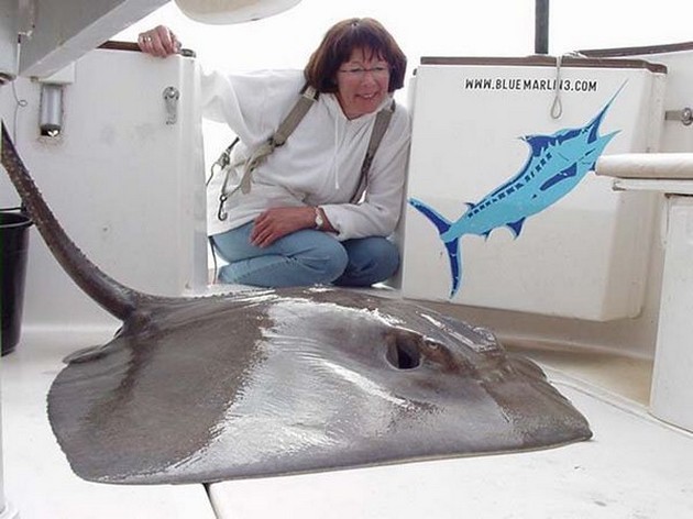 common stingray Cavalier & Blue Marlin Sport Fishing Gran Canaria