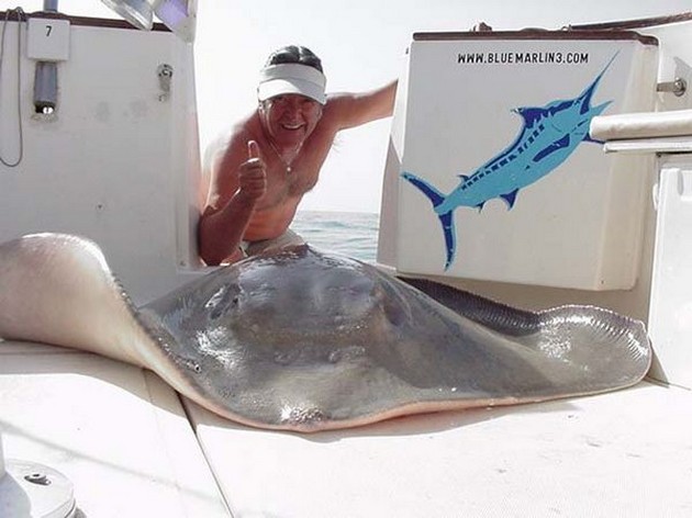 common stingray Cavalier & Blue Marlin Sport Fishing Gran Canaria