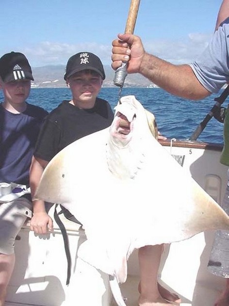eagle ray Cavalier & Blue Marlin Sport Fishing Gran Canaria