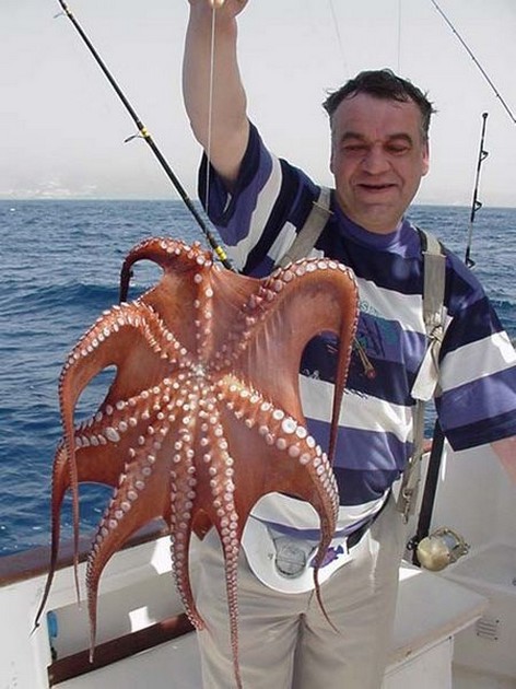 octopus Cavalier & Blue Marlin Sport Fishing Gran Canaria