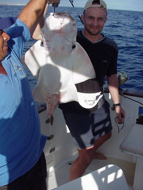 angel shark Cavalier & Blue Marlin Sport Fishing Gran Canaria
