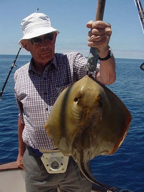 common stingray Cavalier & Blue Marlin Sport Fishing Gran Canaria