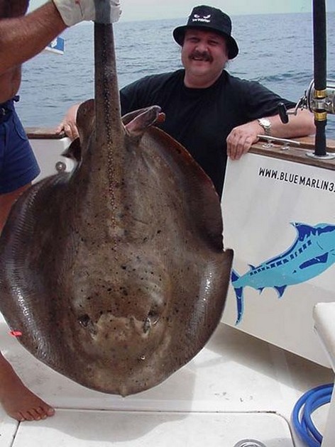 roughtail stingray Cavalier & Blue Marlin Sport Fishing Gran Canaria