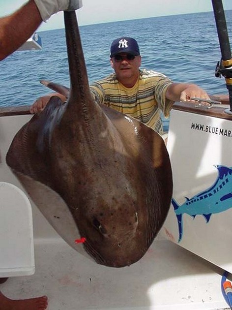 round stingray Cavalier & Blue Marlin Sport Fishing Gran Canaria