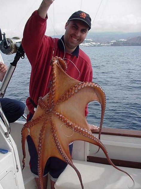 octopus Cavalier & Blue Marlin Sport Fishing Gran Canaria
