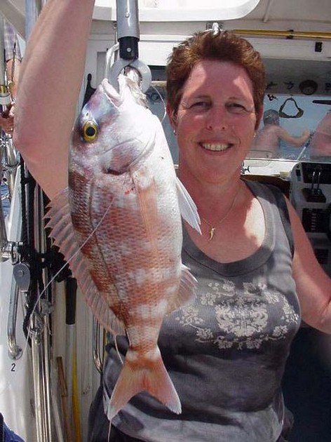 redbanded seabream Cavalier & Blue Marlin Sport Fishing Gran Canaria