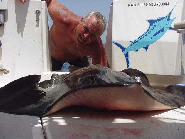 round stingray Cavalier & Blue Marlin Sport Fishing Gran Canaria
