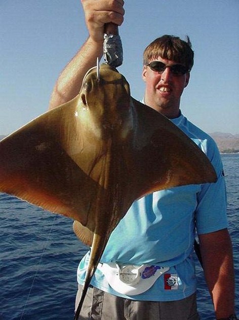 eagle ray Cavalier & Blue Marlin Sport Fishing Gran Canaria