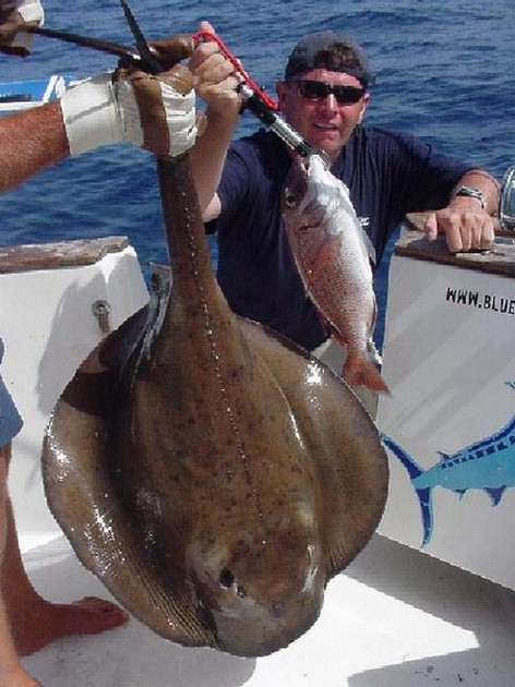 roughtail stingray Cavalier & Blue Marlin Sport Fishing Gran Canaria