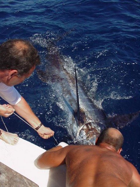 blue marlin Cavalier & Blue Marlin Sport Fishing Gran Canaria