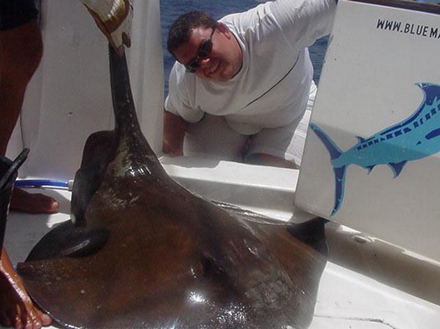 common stingray Cavalier & Blue Marlin Sport Fishing Gran Canaria