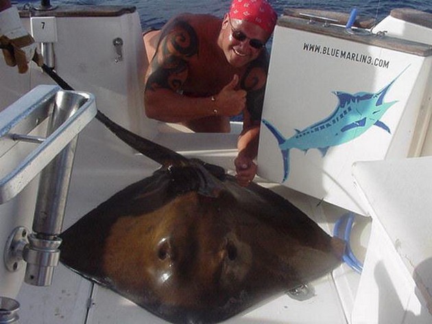 common stingray Cavalier & Blue Marlin Sport Fishing Gran Canaria