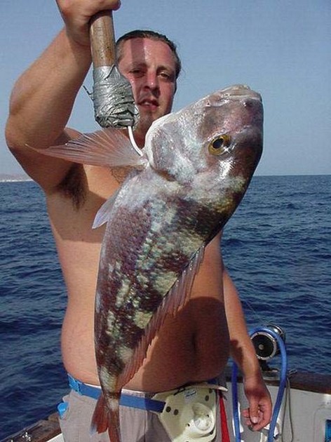 redbanded seabream Cavalier & Blue Marlin Sport Fishing Gran Canaria