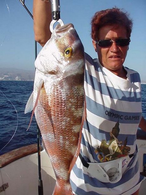 redbanded seabream Cavalier & Blue Marlin Sport Fishing Gran Canaria