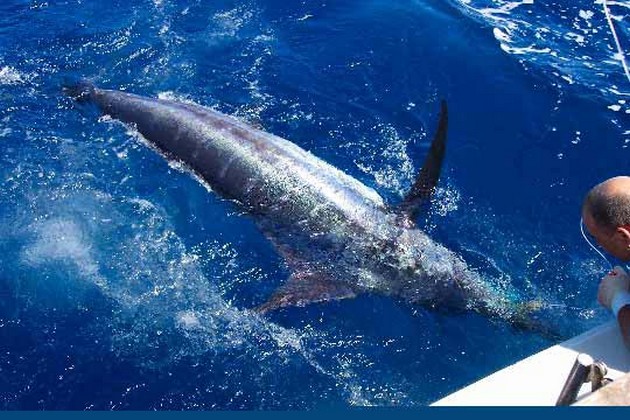 blue marlin Cavalier & Blue Marlin Sport Fishing Gran Canaria