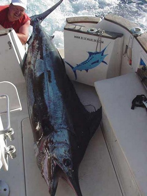 blue marlin Cavalier & Blue Marlin Sport Fishing Gran Canaria